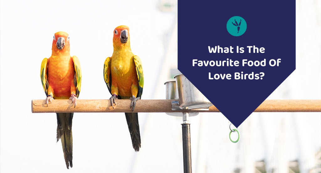 http://www.kwikpets.com/cdn/shop/articles/what-is-the-favourite-food-of-love-birds-496623_1024x1024.jpg?v=1691522417