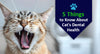 5 Things to Know About Cat's Dental Health