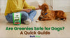 Are Greenies Safe for Dogs? Everything You Need to Know