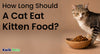 How Long Should a Cat Eat Kitten Food?