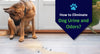 How to Eliminate Dog Urine and Odors?