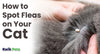 How to Know If Your Cat Has Fleas: Top Signs and Symptoms