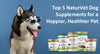 Top 5 NaturVet Dog Supplements for a Happier, Healthier Pet