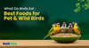 What Do Birds Eat: Best Foods for Pet & Wild Birds