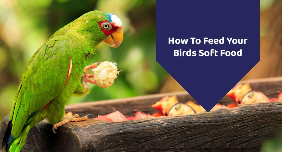 https://www.kwikpets.com/cdn/shop/articles/how-to-feed-your-birds-soft-food-402694.jpg?v=1678719932