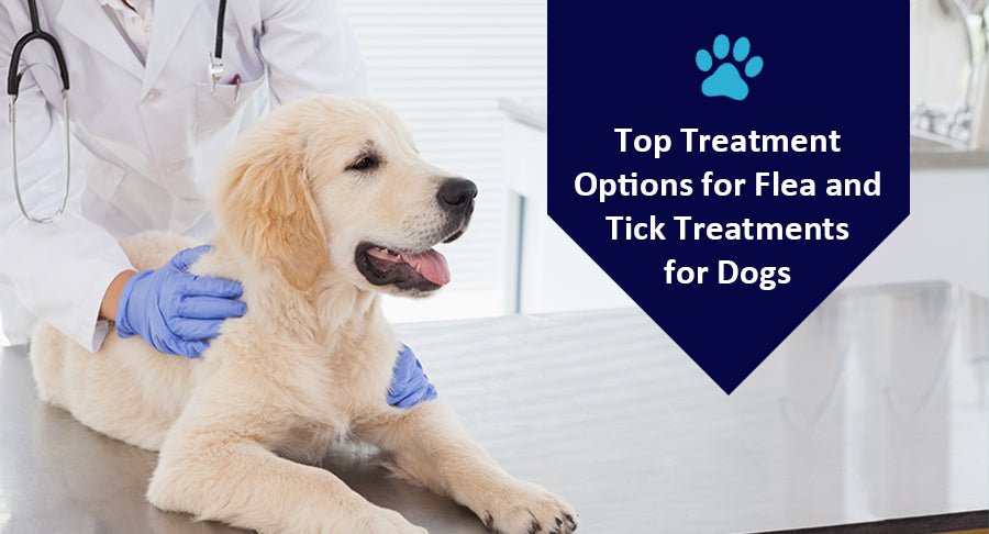 Top Treatment Options for Flea and Tick Treatments for Dogs – Kwik Pets