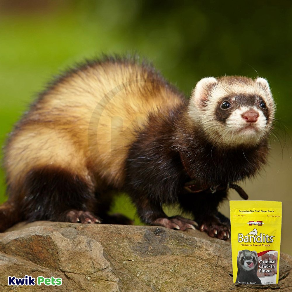 Marshall Pet Products Ferret Food Treats More Kwik Pets